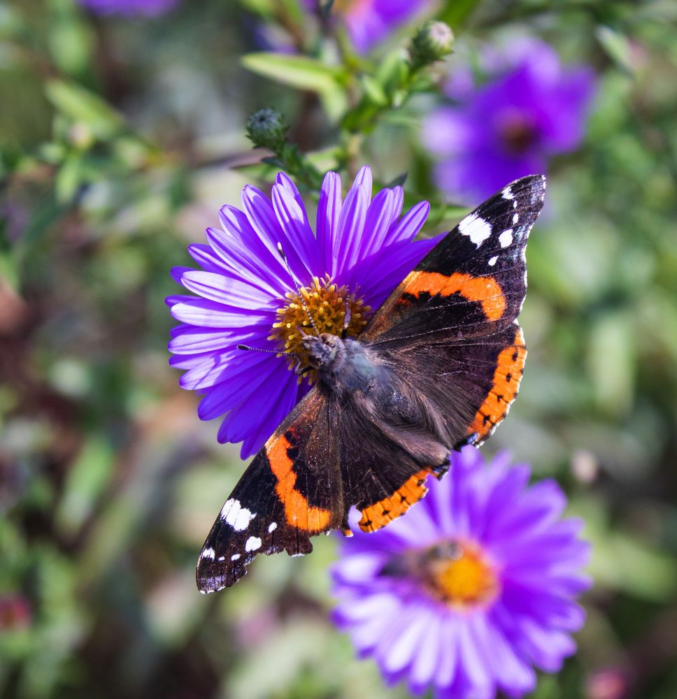 Photograph by Эдуард Седельник