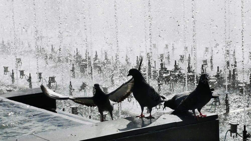 Photograph by Елена Акимова