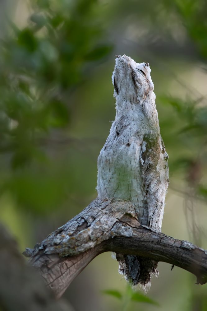 Urutaú - Nyctibius griseus - Common Potoo