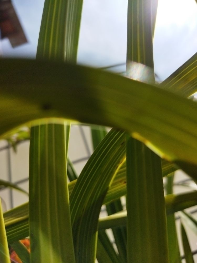 Фотография автора MEVIN