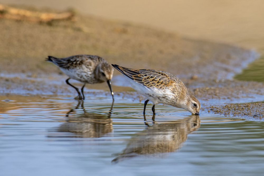 Чернозобики.