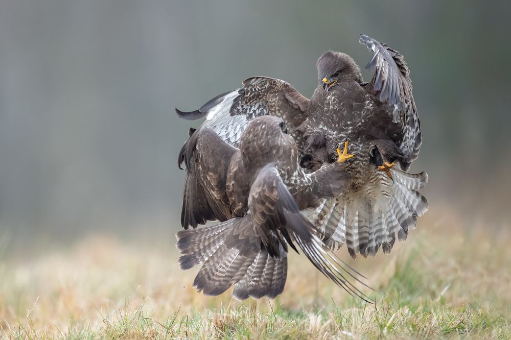 Clash of Rivals