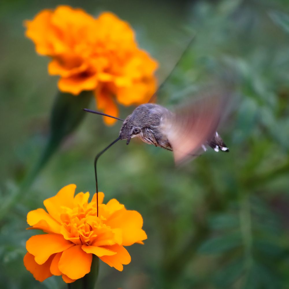 Photograph by Анжелика Рейн