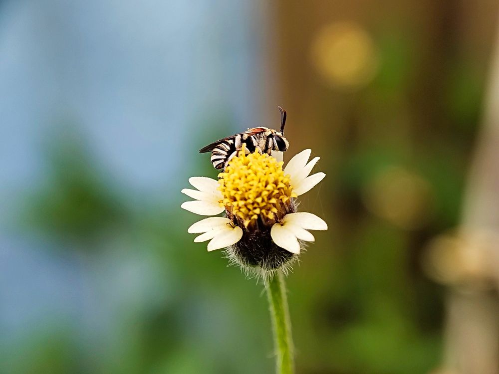 Bee Resting On Flower After Honey Collection.