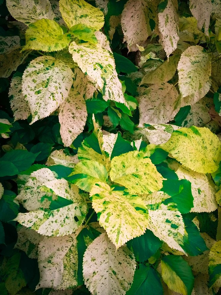 Photograph by Haidar Ali