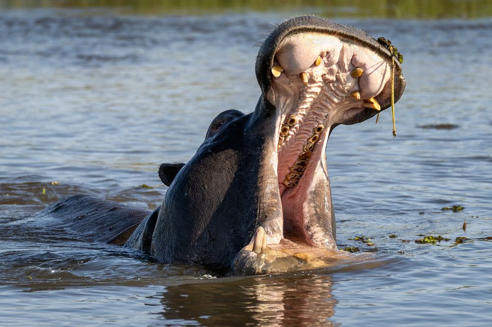 The Story of the Hippo