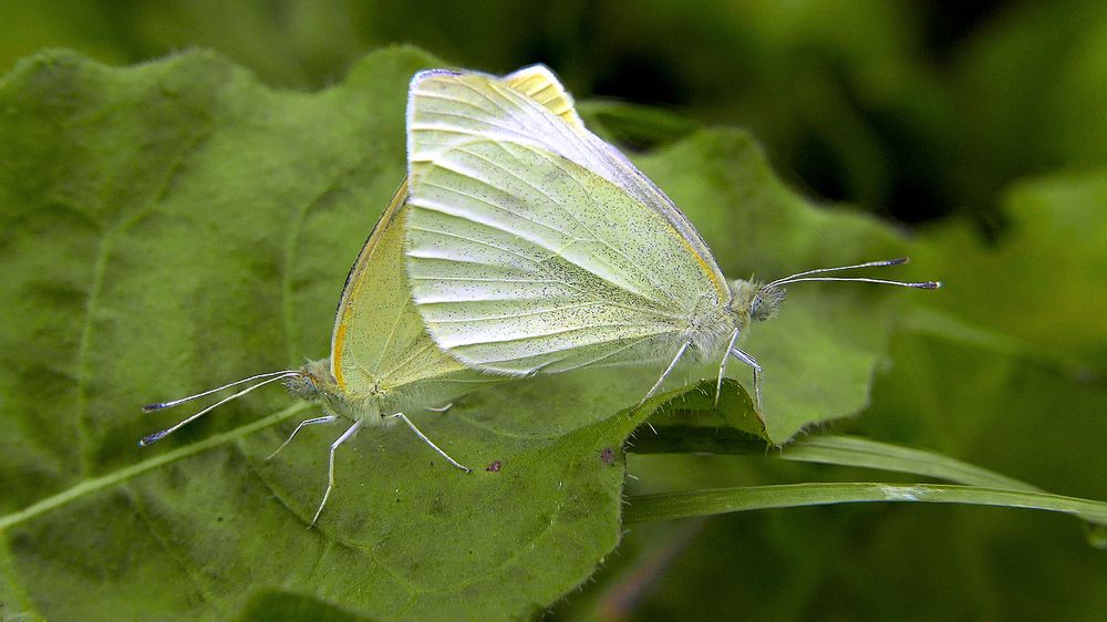 Photograph by Алексей Чернов
