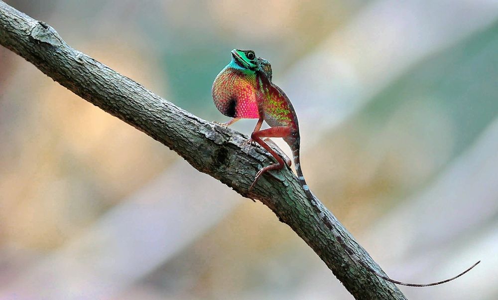 Photograph by Kushan Jayasundara