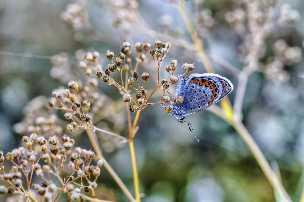 Ранним утром на лугу..