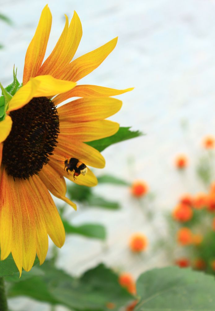 Photograph by Алина Едрянкина