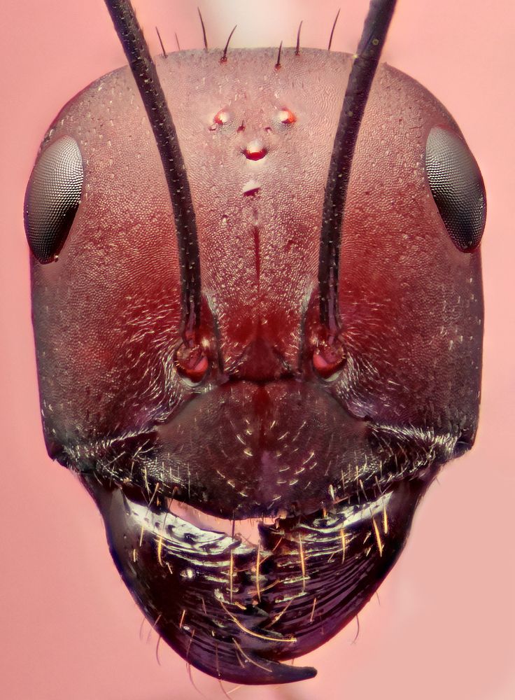 Photograph by Omid Mirshamsi