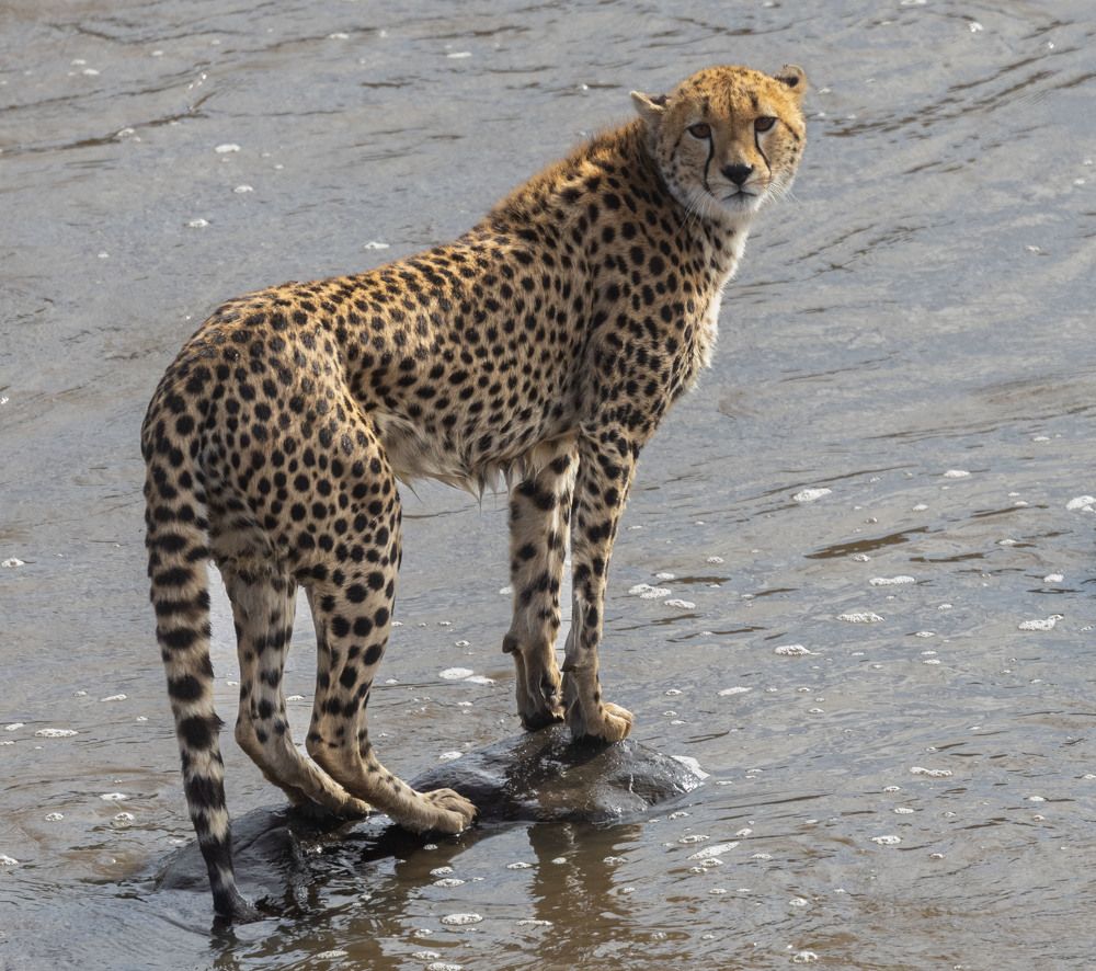 Фотография автора Subi Sridharan