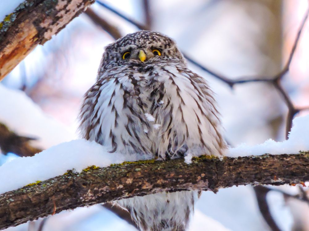 Photograph by Игорь Степанов