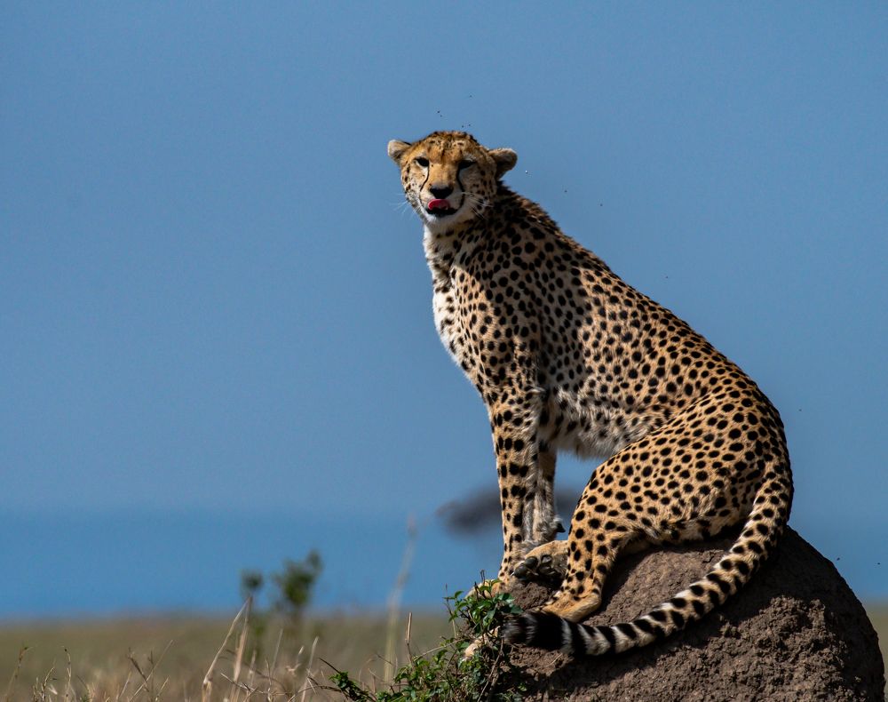 Фотография автора Hari Govindarajulu