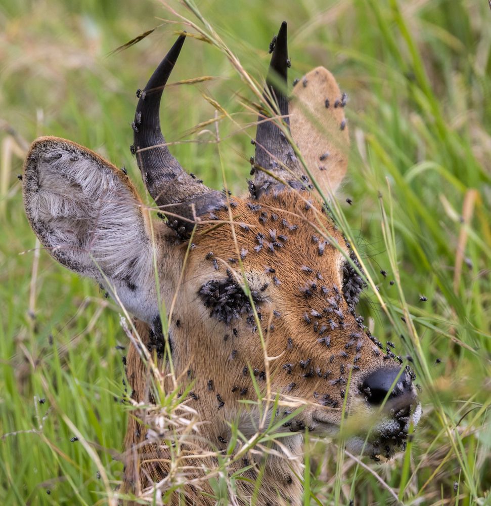 Фотография автора Subi Sridharan