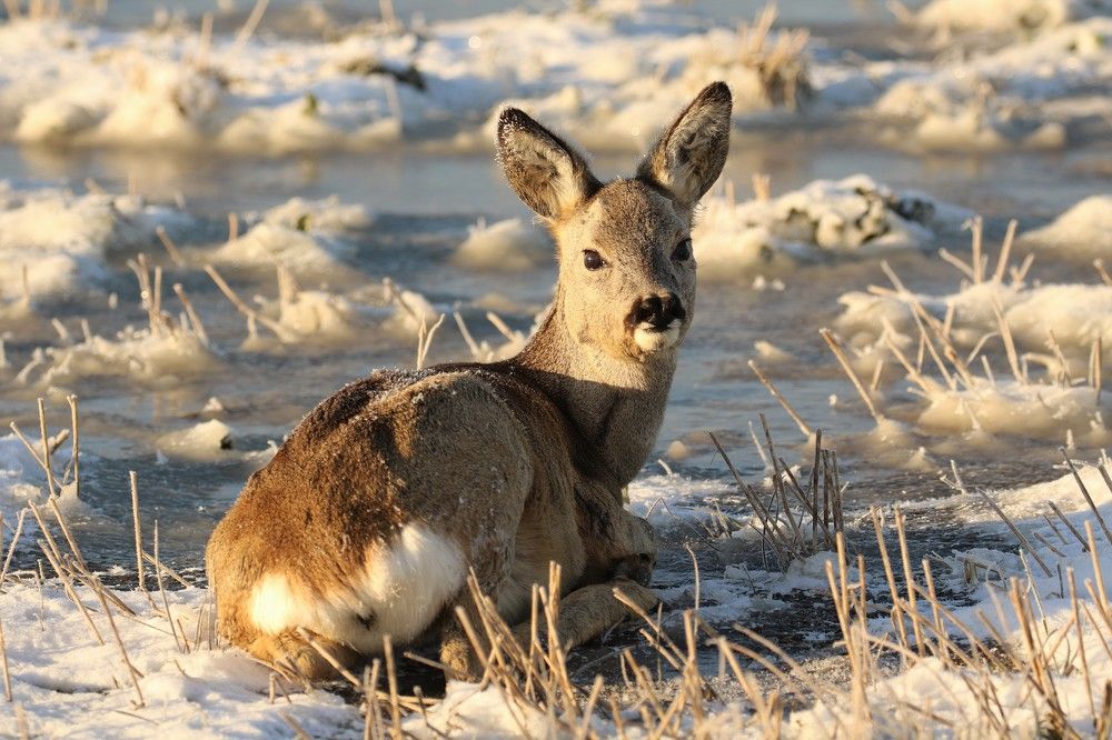 Photograph by Ирина Волкова