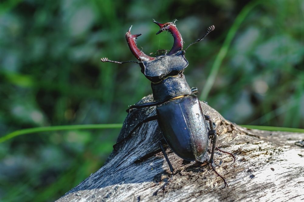 Во всей красе..