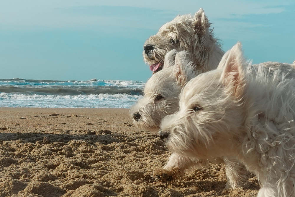 Фотография автора Юлия Воронова