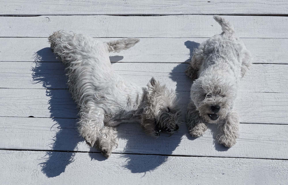 Фотография автора Юлия Воронова