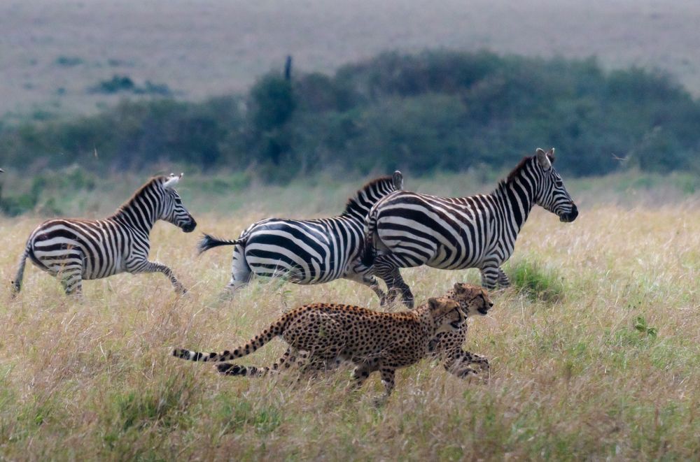 Фотография автора Hari Govindarajulu