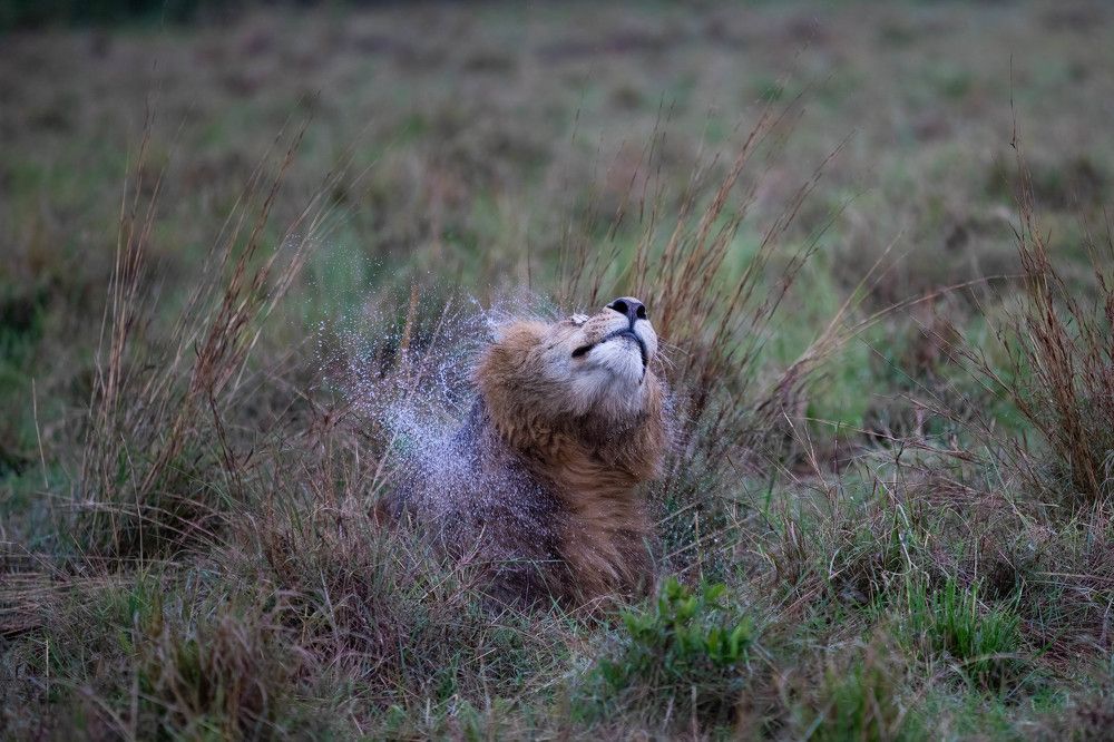 Фотография автора Subi Sridharan