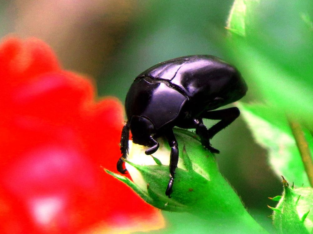 Photograph by Amaro Gil Marques Rui