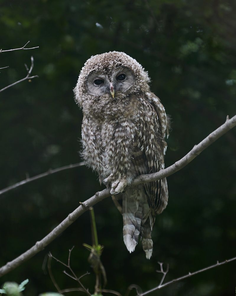 Photograph by Олег Ушаков