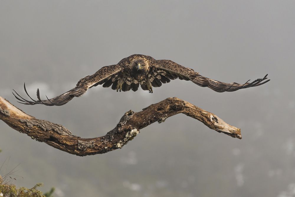 The flight of the Queen