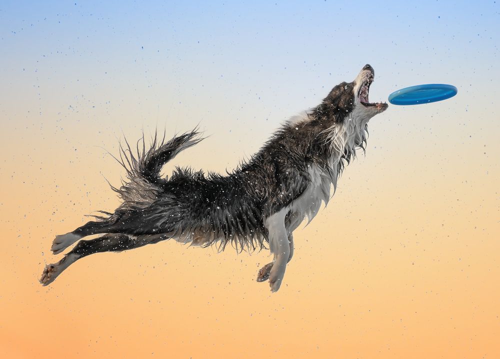 Who Said Dogs Can't Fly?