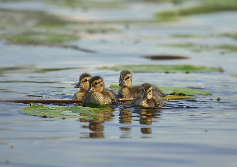 Photograph by Соколова Елена
