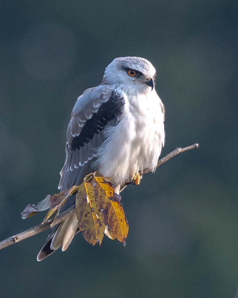 Photograph by Shiva Kumar. R