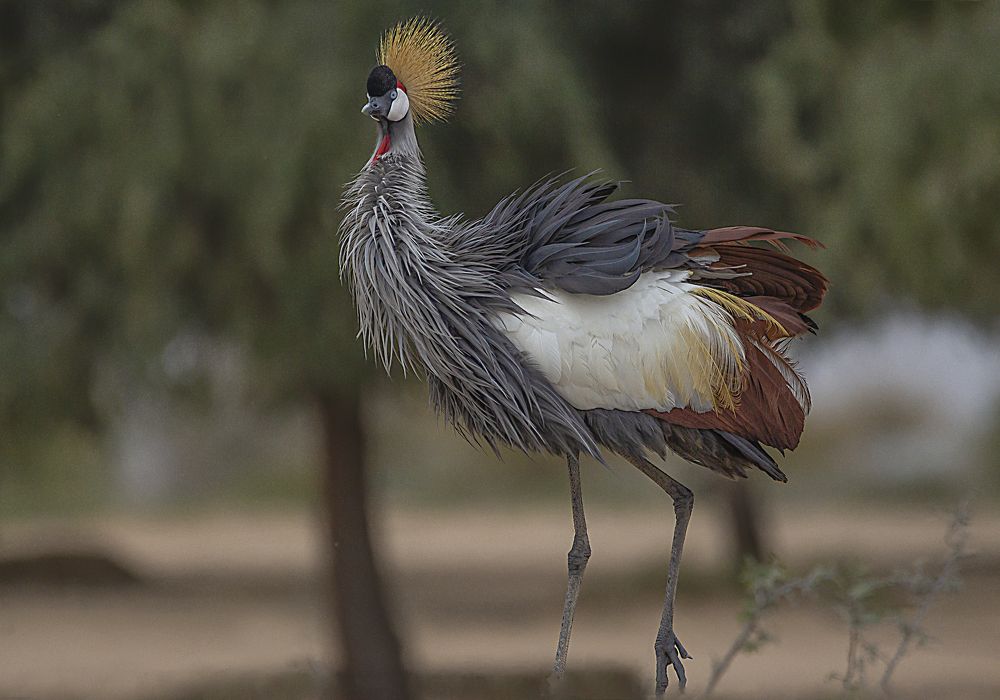 crowned crane