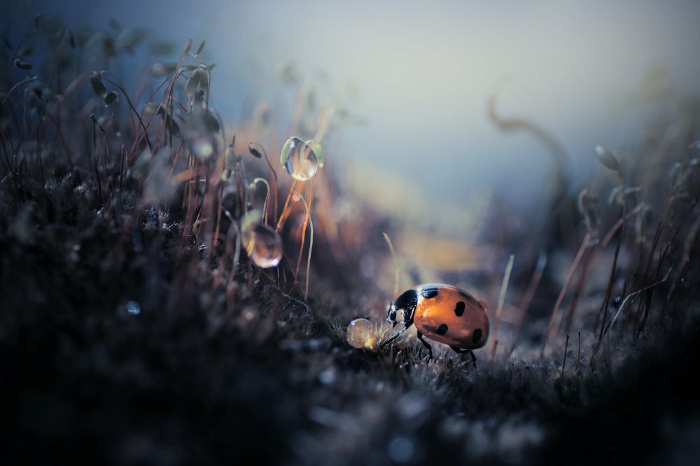 Photograph by Лапшина Владлена