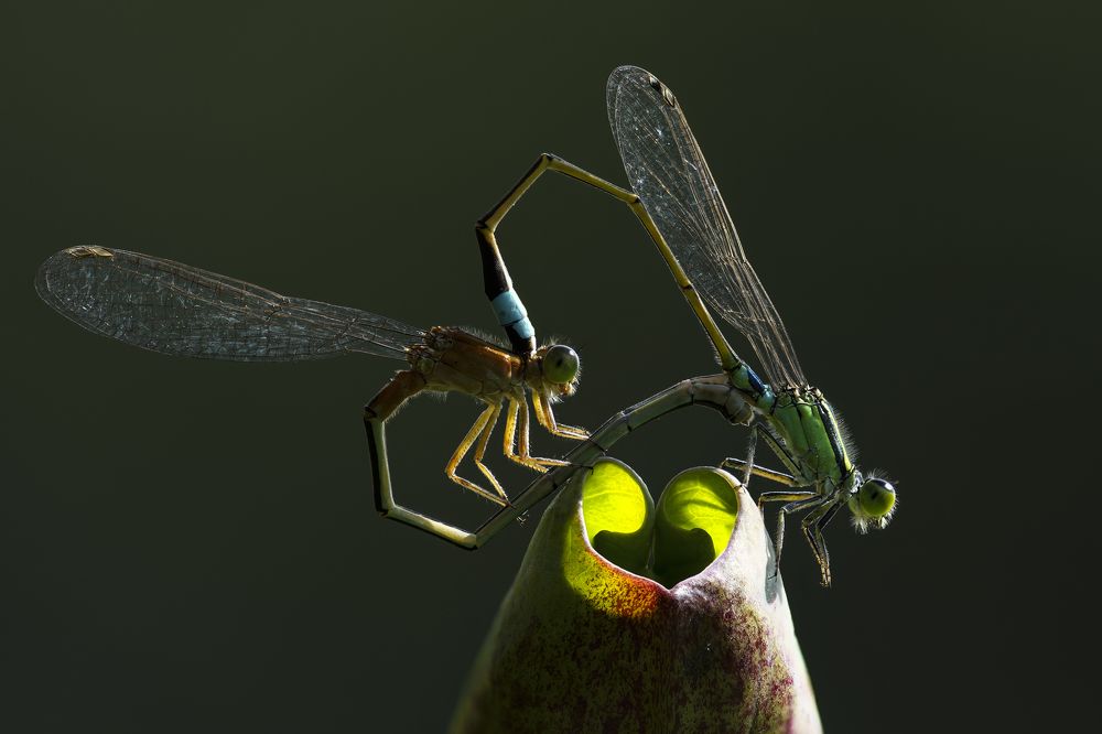 Photograph by Nghia Nguyen Huu