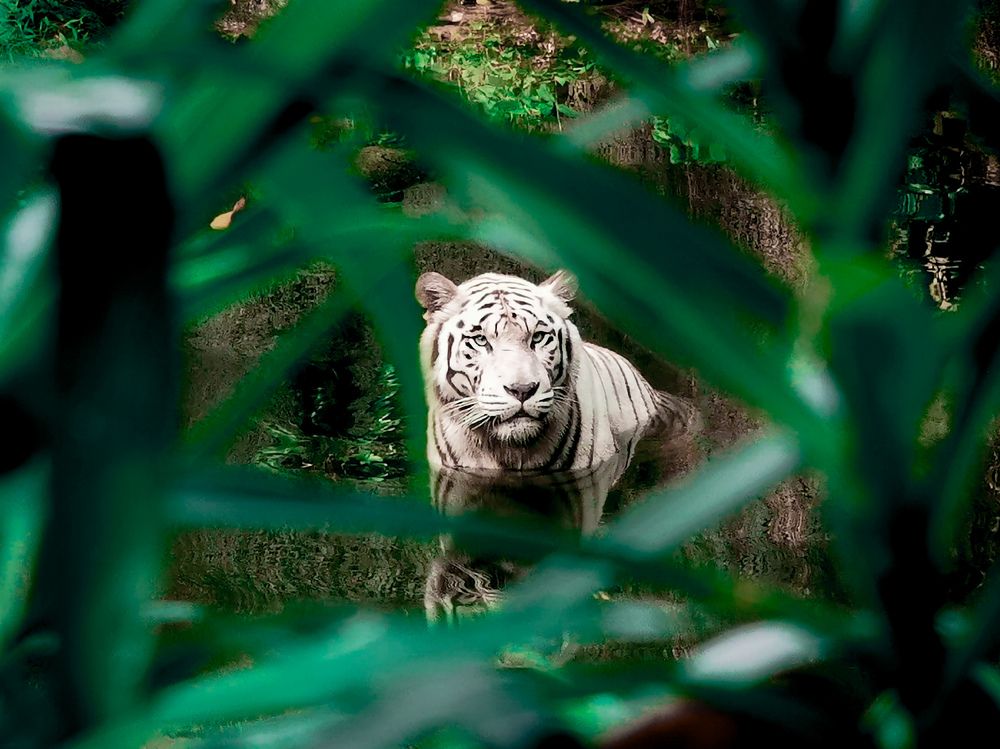 Photograph by Jovanne Amolat