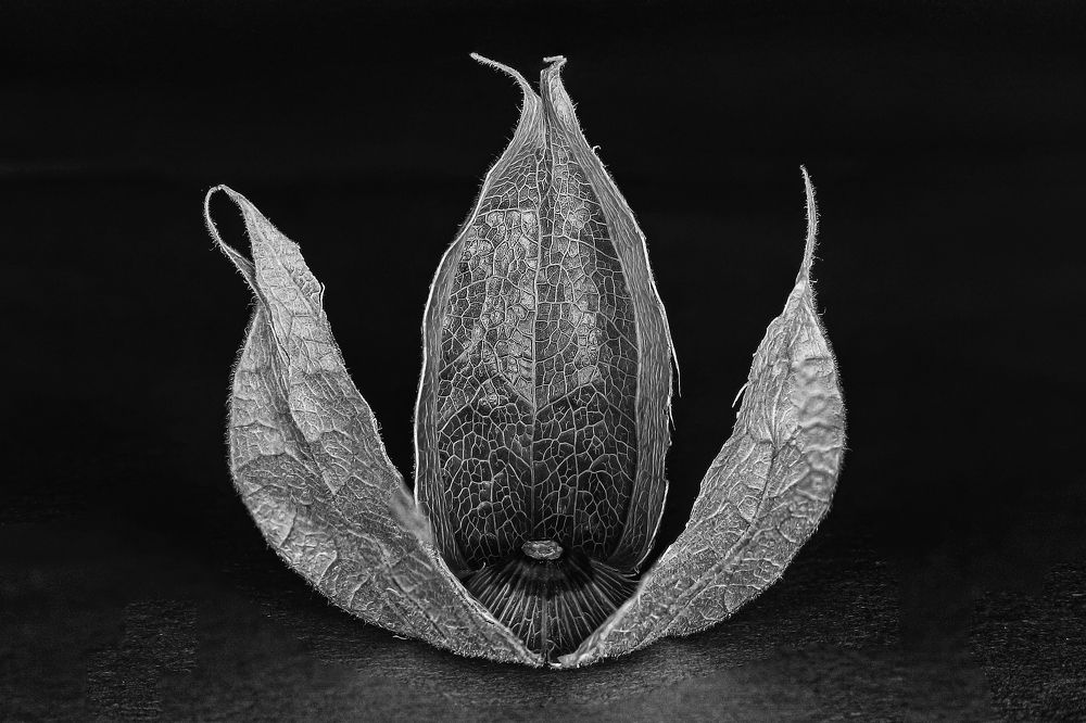 Photograph by António Manuel de Pereira