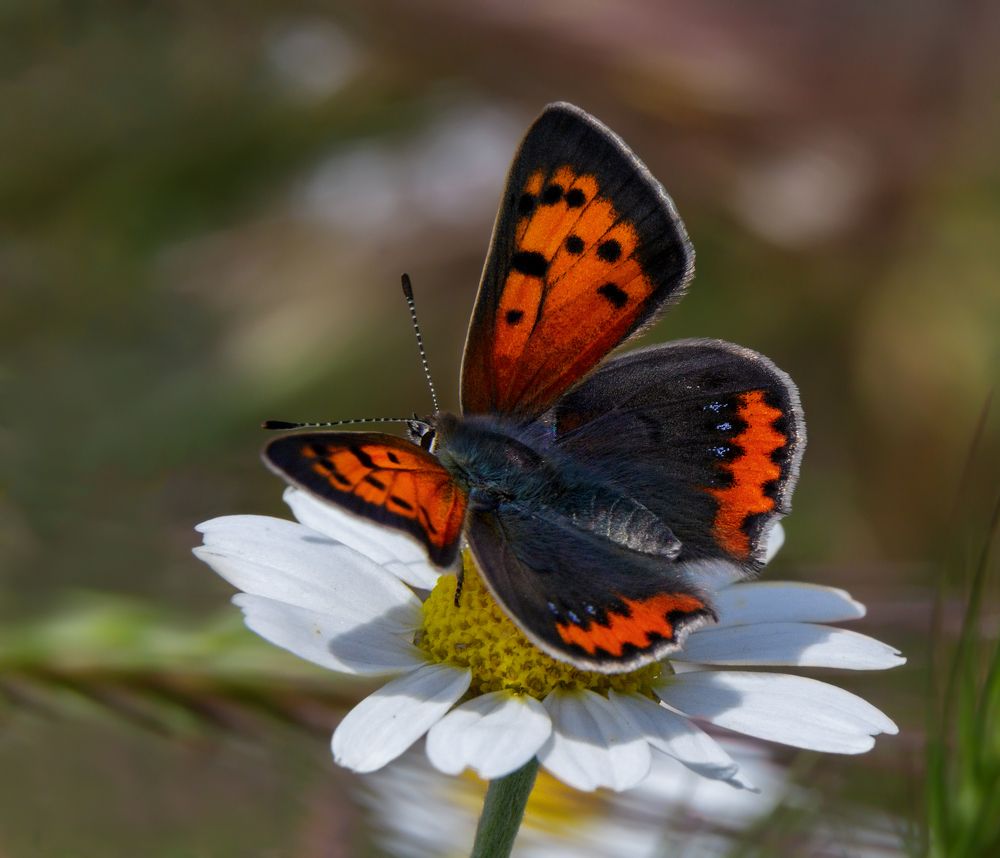 Photograph by Михаил Нижников