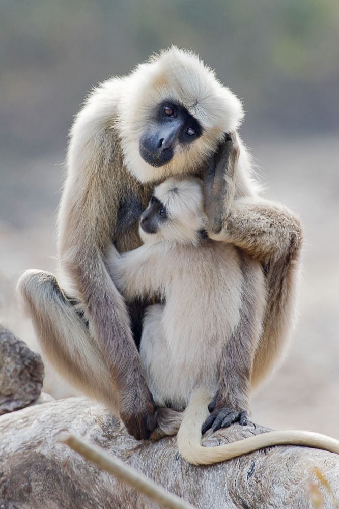 Алло, мама ! У нас все хорошо!