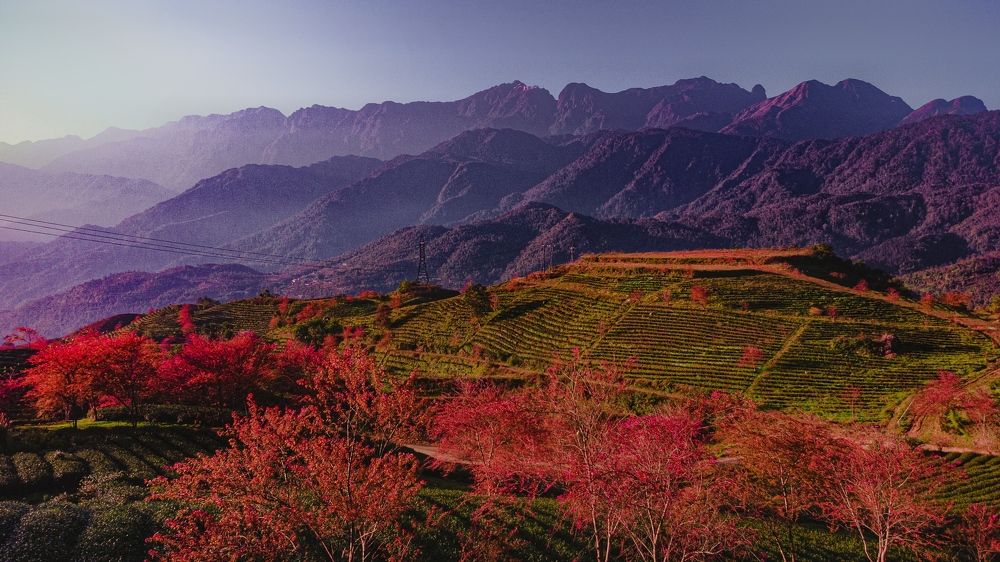 Photograph by Kevin Nguyen