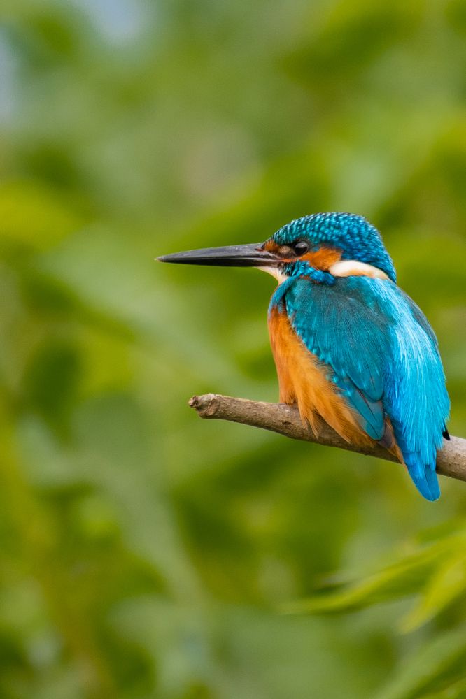 Common Kingfisher