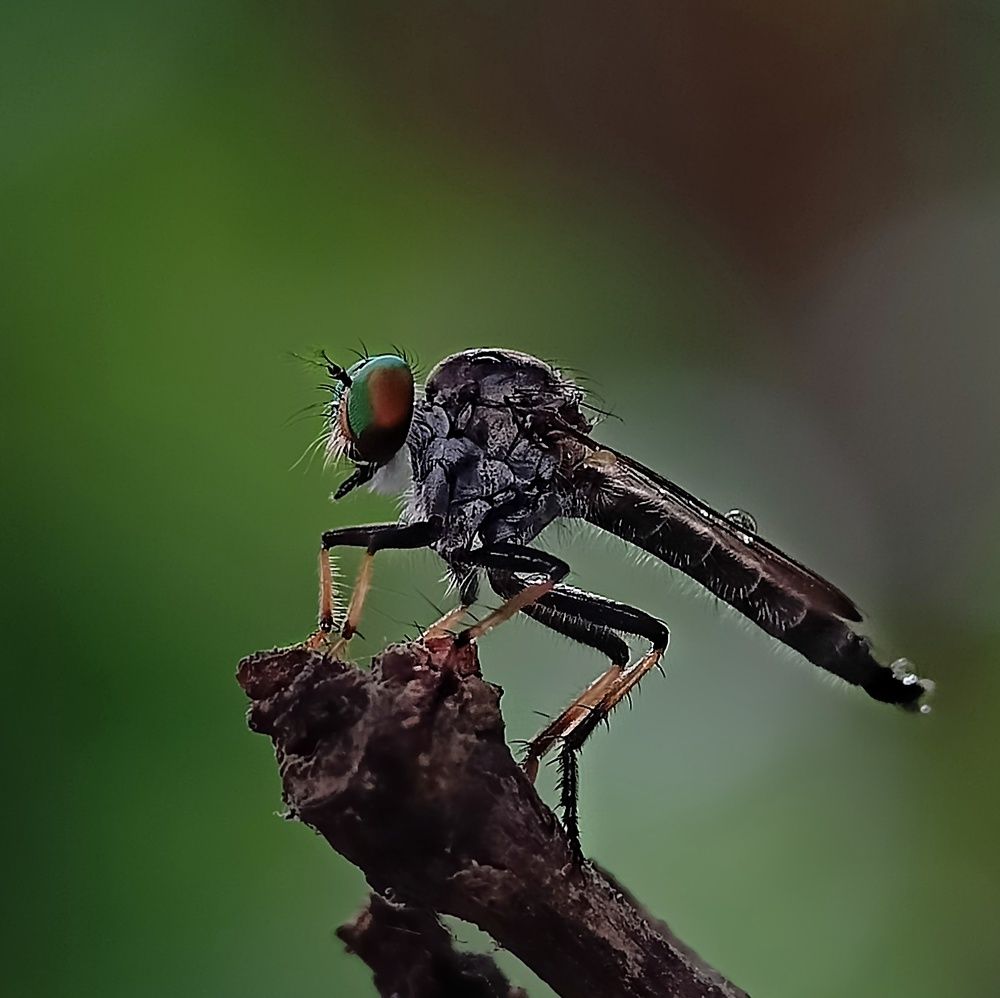 Photograph by Krittibas Karmakar