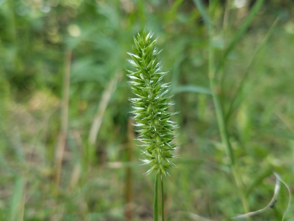 Grass flower