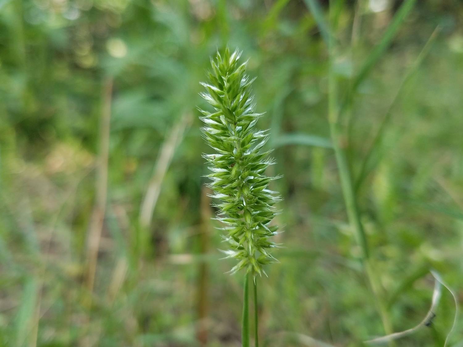 Grass flower