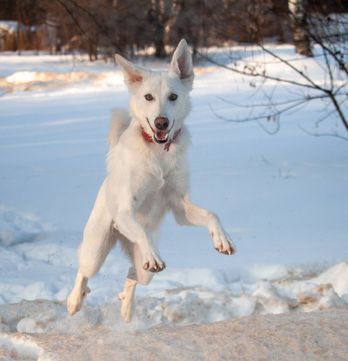 Photo #7325245
