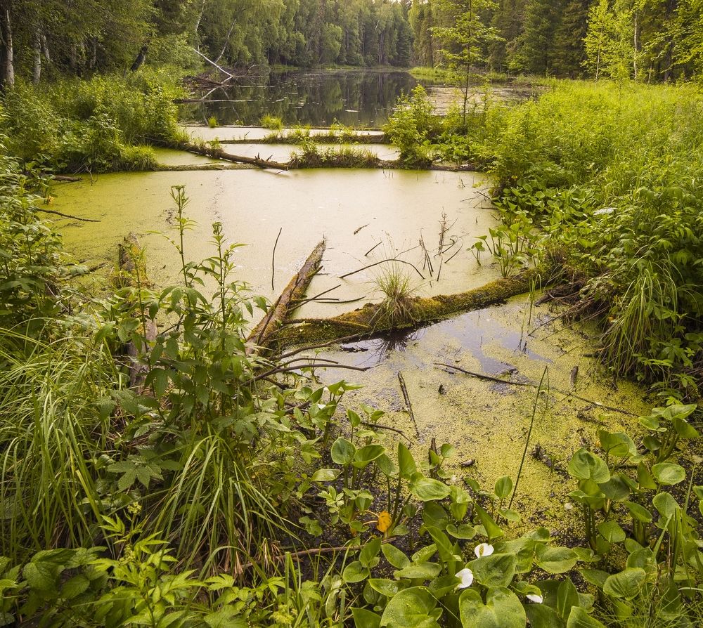Таёжное озеро