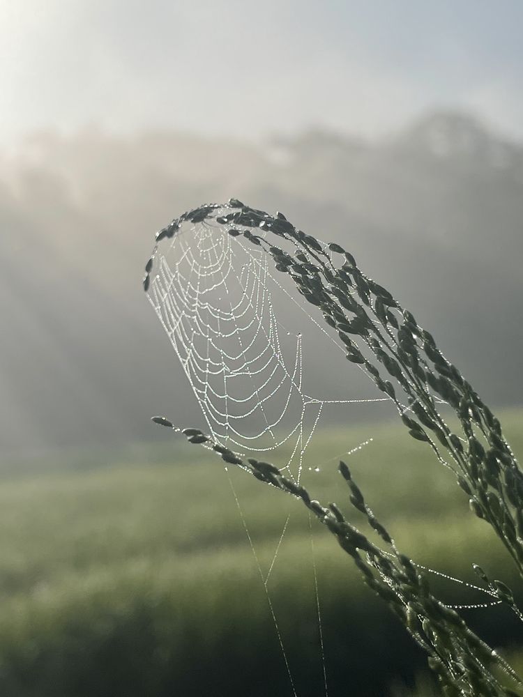 Photograph by Isitha Ranaweera