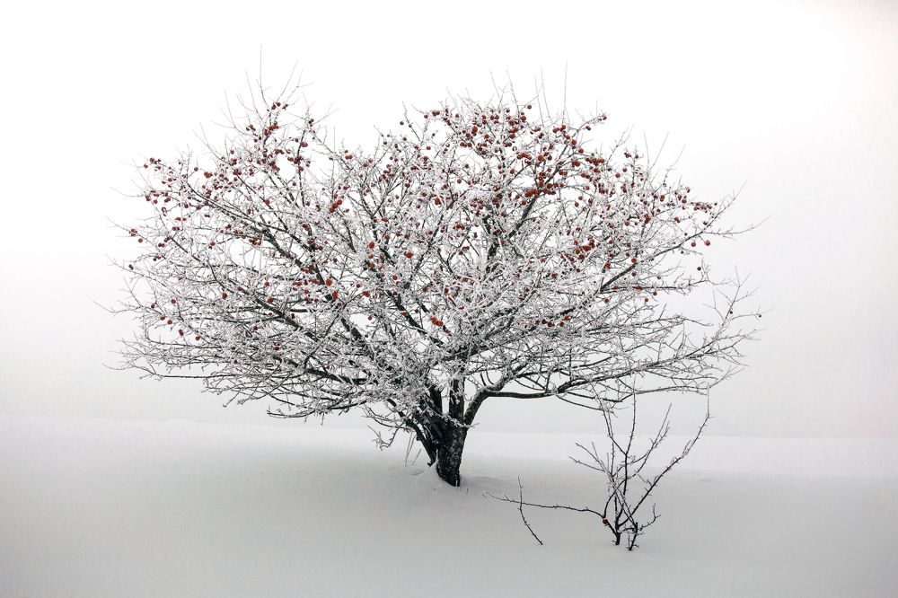 Яблоковое дерево