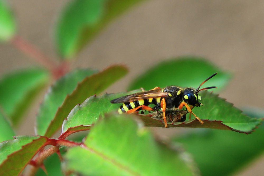 Photograph by Алина Едрянкина