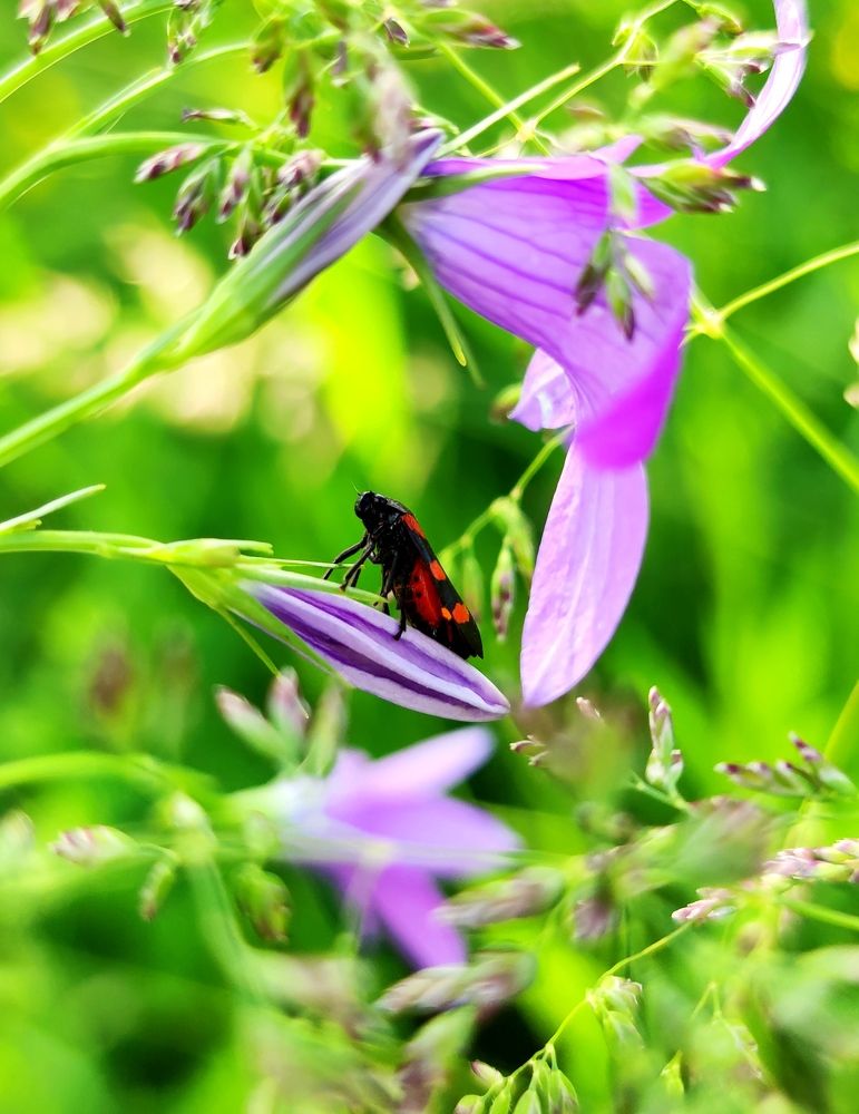 Photograph by Инна Макарчук