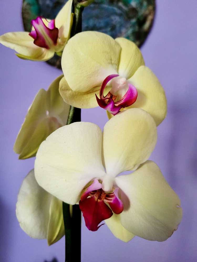 Photograph by Suzana Cakciri